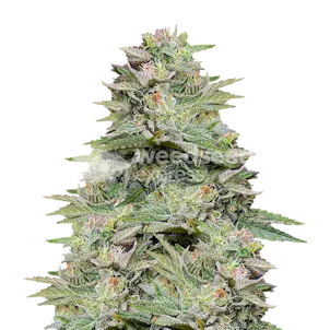 Photo of Sleepy Joe OG Feminized Seeds