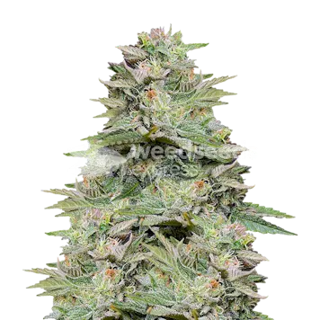 Photo of Sleepy Joe OG Feminized Seeds