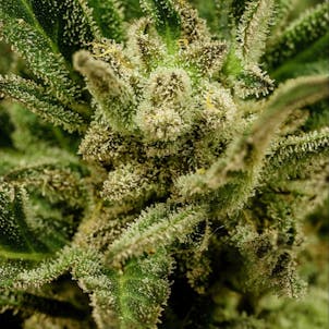 Photo of Kritic Auto