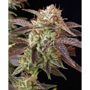 Photo of Master Kush