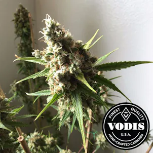 Photo of Critical Jack