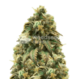 Product image for Green Crack Autoflower Seeds