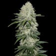 Product image for Sensi Star Cannabis Seeds Feminized