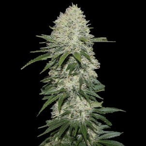 Photo of Sensi Star Cannabis Seeds Feminized
