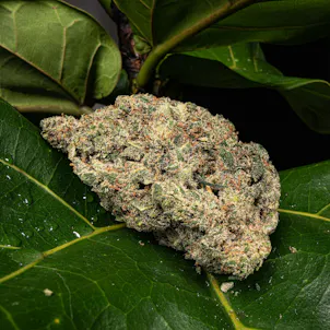 Photo of Narvona White | Chocolope Sundae Flower