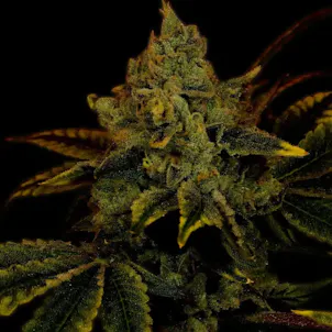 Photo of King Louis Autoflower