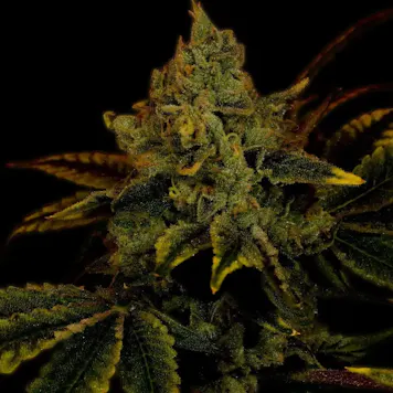 Photo of King Louis Autoflower