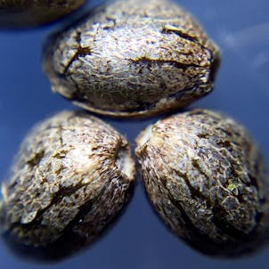 Product image for 3x Skunk