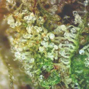 Photo of Van Helsing