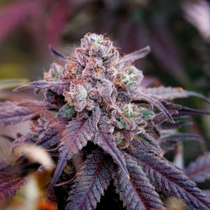 Photo of BC Organic Sour Cookies - Pre-Roll 1.5g - 3-Pack