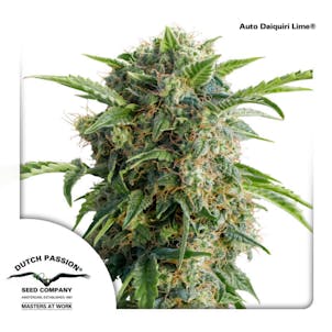 Photo of Auto Daiquiri Lime