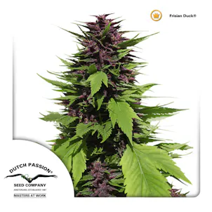 Photo of Frisian Duck