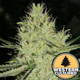 Seatown Lemon Haze 1g - Western Cultured