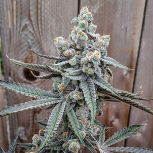 Photo of Crooked River Blues