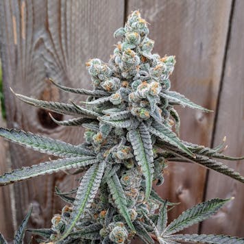 Photo of Crooked River Blues