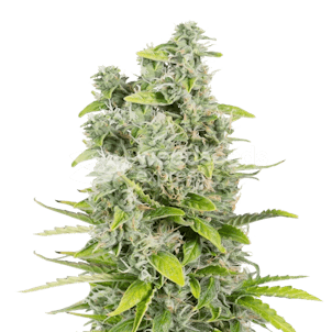 Photo of CBG Citrus Nectar Feminized Seeds