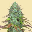 Product image for AUTO LSD RUNTZ AUTOFLOWER SEEDS