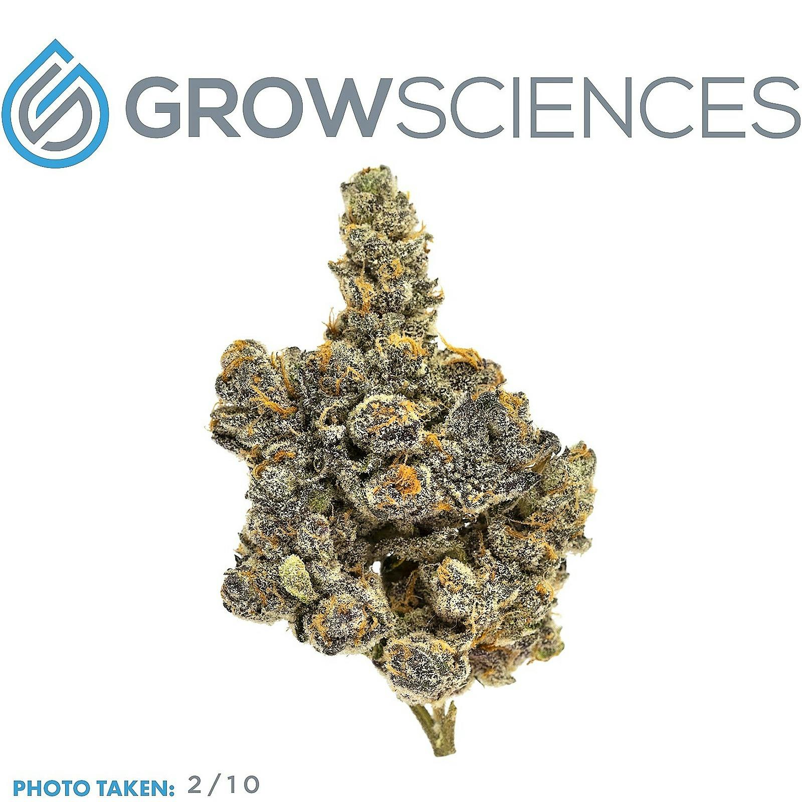 Grow Sciences Banana Cream Cake x Jealousy Leafly