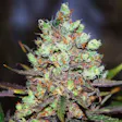 Product image for Cotton Candy Kush