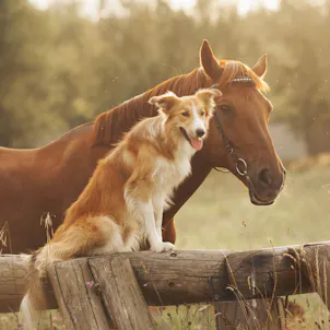 Photo of Premium CBD Oil Tincture