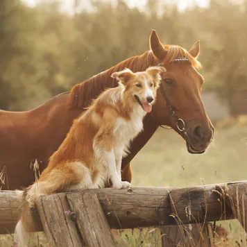Photo of Premium CBD Oil Tincture