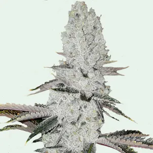 Photo of AUTO MANDARIN COOKIE AUTOFLOWERING SEEDS