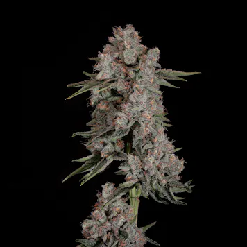 Photo of Lions Mane 1g Preroll