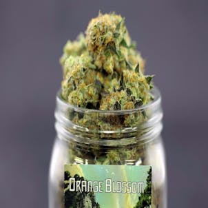 Photo of Orange Blossom