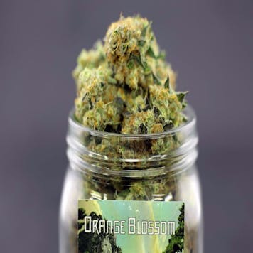 Photo of Orange Blossom