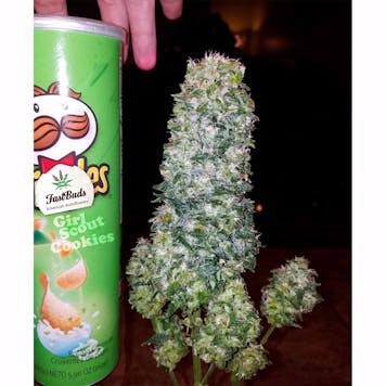 Photo of GSC (f.k.a. Girl Scout Cookies)