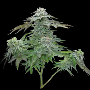 Photo of Purple Sour Diesel