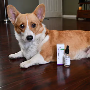 Photo of Pet CBD Oil Tincture - 1000mg Unflavored