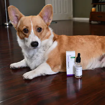 Photo of Pet CBD Oil Tincture - 1000mg Unflavored