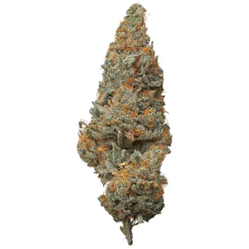 Photo of Indoor Cherry Chocolate Chip