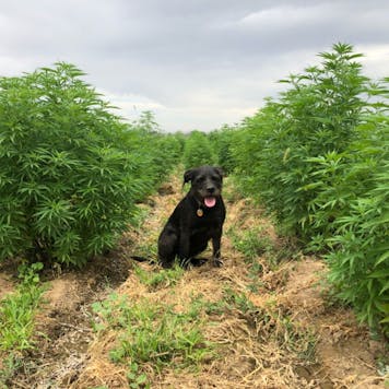 Photo of Mountain Mango CBD Flower