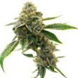 Product image for CBD White Widow
