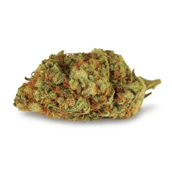 Photo of Black Domina Feminized