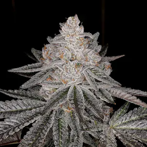 Photo of Apple Fritter (feminized)