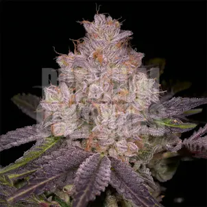 Photo of Member Berry