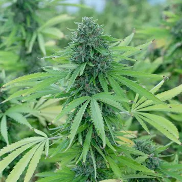 Photo of Organic Hemp CBD Flower (Oregon Grown)