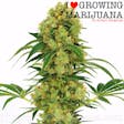 Product image for Big Bud (fem) seeds