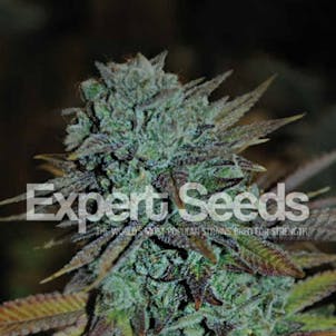 Photo of Original Glue