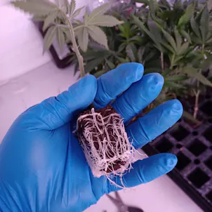 Photo of Wedding Cake Clones | Shipping To All 50 States