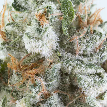 Photo of Sweet Diesel