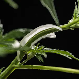 Photo of LST Plant Training Clips