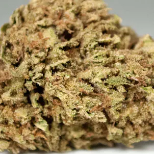 Photo of Critical Jack