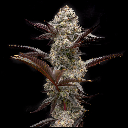 Grapes 'N' Cream FAST Feminized Seeds