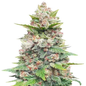 Photo of Jealousy Feminized Seeds