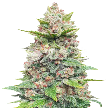 Photo of Jealousy Feminized Seeds