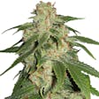 Product image for Jack Herer Seeds